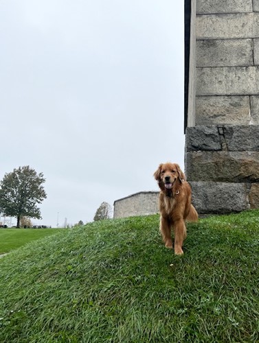 golden retriever